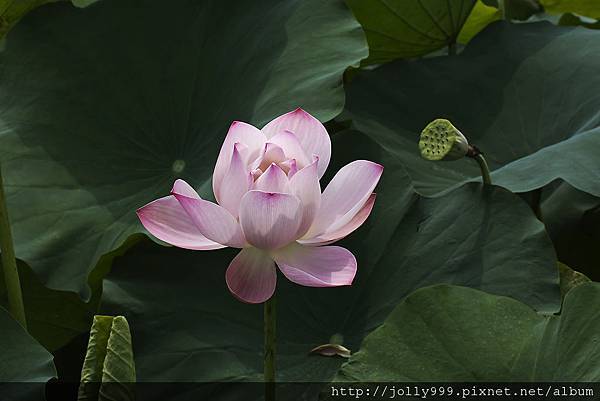 白河蓮花