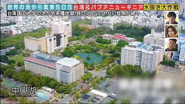 池水抽乾好吃驚in台灣 20240414 2 中興湖 1.jpg