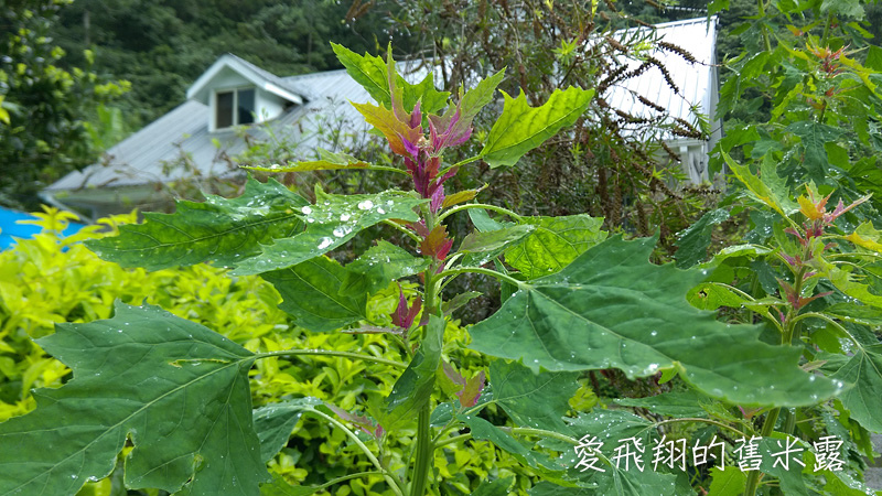 一起趣松鶴&裡冷部落體驗樂天純樸的簡單生活，快樂跳舞、打獵和工藝手作DIY