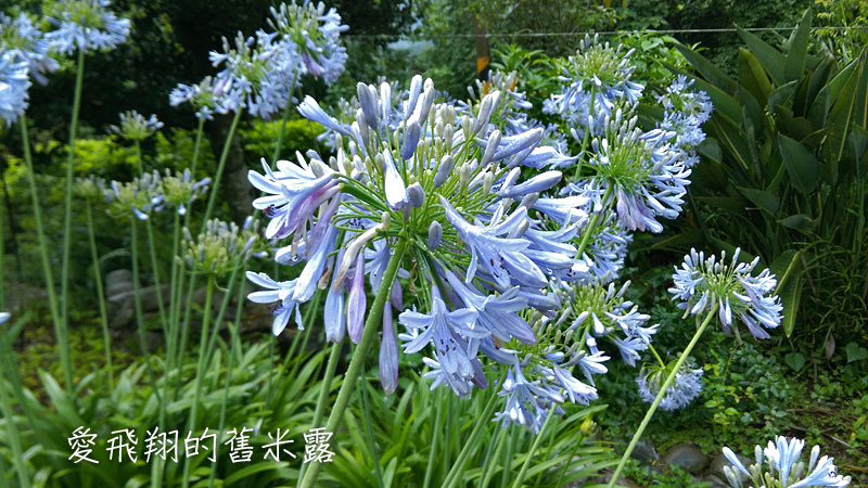 一起趣松鶴&裡冷部落體驗樂天純樸的簡單生活，快樂跳舞、打獵和工藝手作DIY