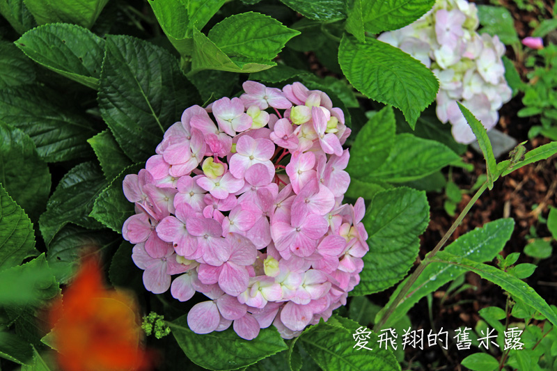 一起趣松鶴&裡冷部落體驗樂天純樸的簡單生活，快樂跳舞、打獵和工藝手作DIY