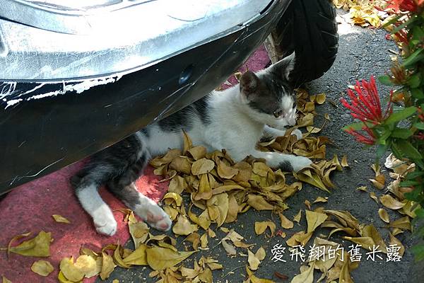 回溯童年單純時光的【集集彩虹田民宿】，騎車漫步綠色時光隧道