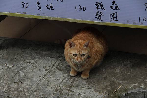 台灣好行木柵平溪線~遊玩令人心理震撼的十分瀑布，逛十分老街/平溪老街/深坑老街/菁桐老街放天燈吃美食，還到望谷車站步行看山色美景