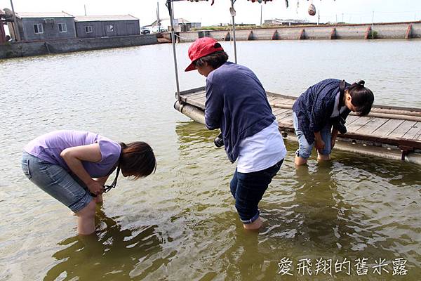 雲林湖口海味漁鄉樂遊趣~馬蹄蛤主題館摸蜆仔、第一鰻波餵魚、火烤烏魚子、體驗農種、品嚐龍膽石斑特餐與成龍溼地看落日