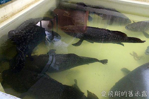 雲林湖口海味漁鄉樂遊趣~馬蹄蛤主題館摸蜆仔、第一鰻波餵魚、火烤烏魚子、體驗農種、品嚐龍膽石斑特餐與成龍溼地看落日