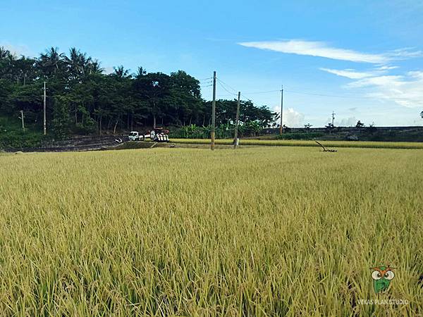 293838酵素農法種水稻，自然友善耕作的一郎米
