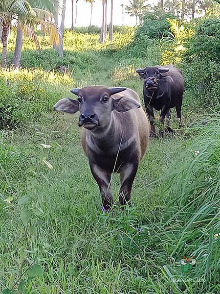 IMG20180920062612酵素農法種水稻，自然友善耕作的一郎米