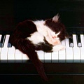 貓與鋼琴