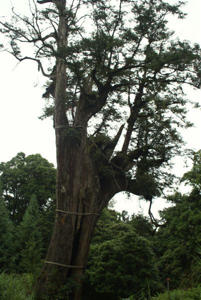 白嶺巨木