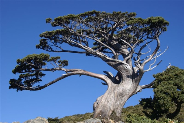 有名的玉山圓柏~2 有名的玉山圓柏~2