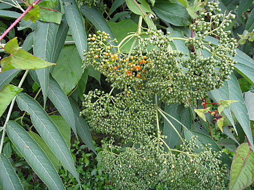 冇骨消 育菁茶園山居歲月 痞客邦