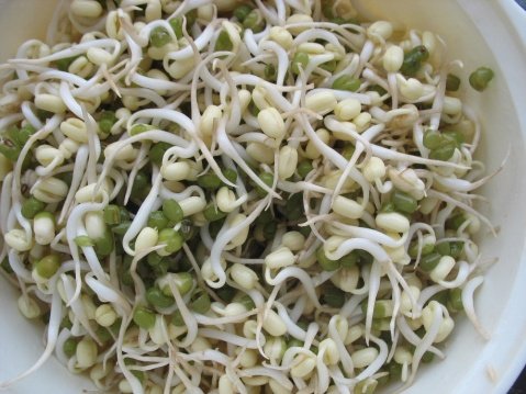 綠豆芽 別名 銀芽 銀針菜 細豆芽菜 降眼壓 新陳代謝 膽固醇 利小便 止瀉痢 高血壓 糖尿病 肥胖 吃營養 健康食物 為身體健康加油 天天開心快樂 幸福美好人生