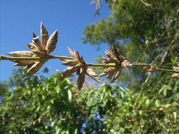 竹子開花