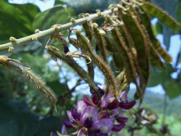 溪邊野花草