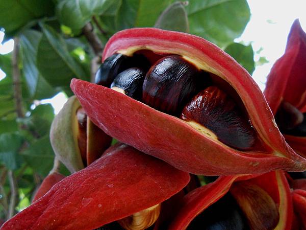 掌葉蘋婆 掌葉蘋婆