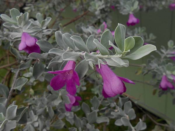 紅花玉芙蓉 