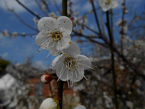 梅花