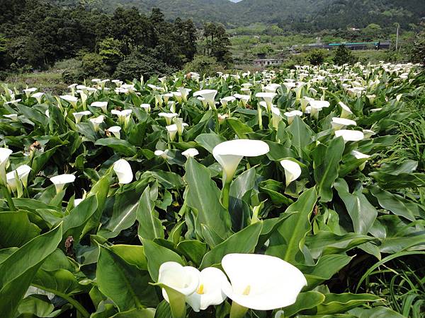 竹子湖海芋