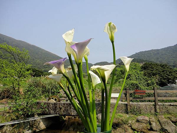 竹子湖海芋