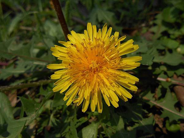 西洋蒲公英 西洋蒲公英