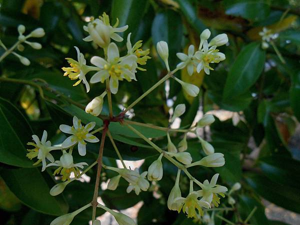 樟樹開花 樟樹開花