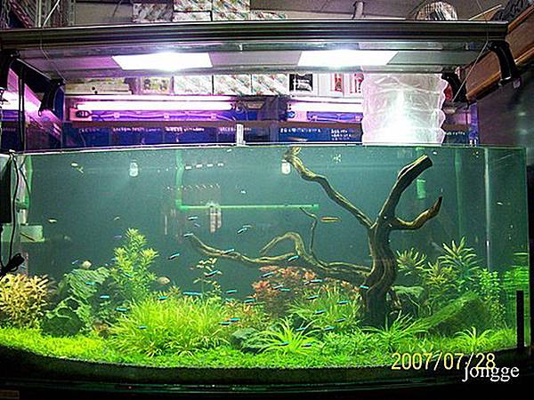 再見熱帶魚 再見熱帶魚