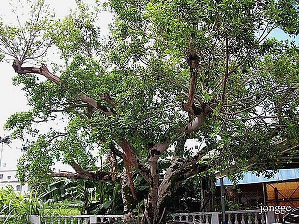 榕樹下回憶 榕樹下回憶