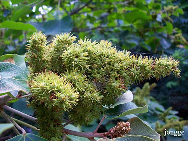 野生植物二