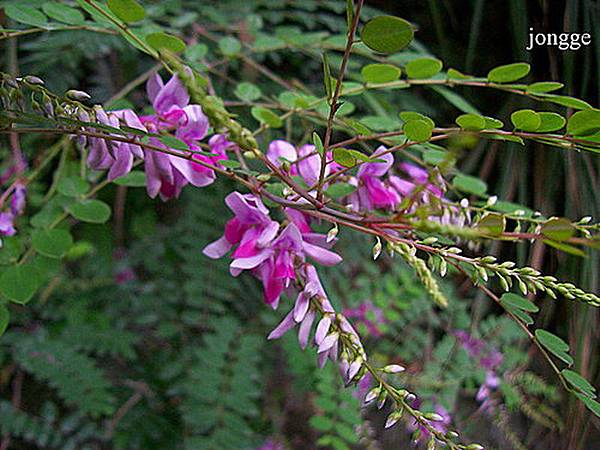 野生植物一