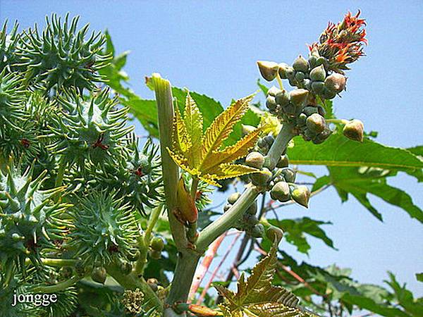 野生植物一