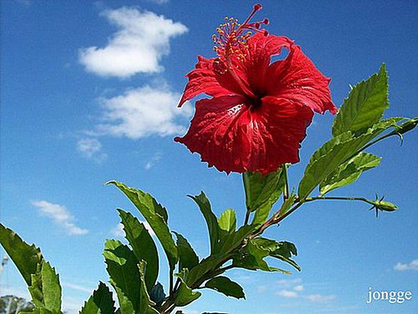 花草與天空二