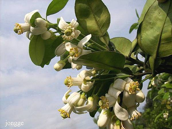 柚子樹開花