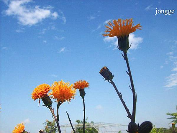 紅鳳菜開花