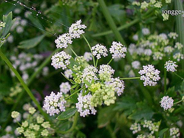 白色芹菜花 麻吉古意人のブログ 痞客邦 白色芹菜花 麻吉古意人のブログ 痞客邦
