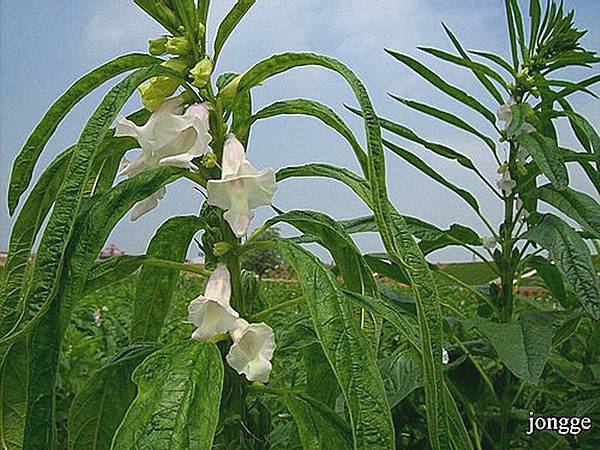 芝麻開花