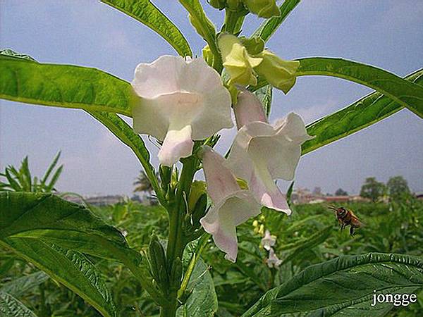 芝麻開花