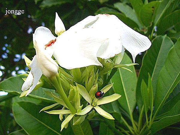 海檬果開花