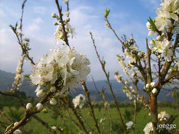 李花一