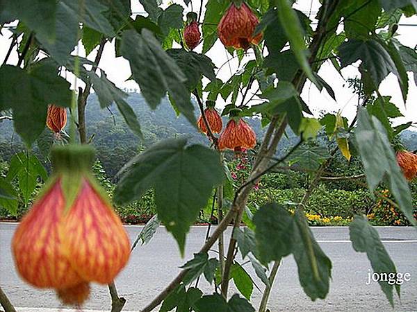 風鈴花一