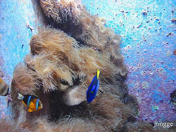 沖繩美ら海