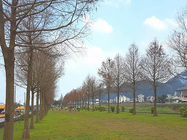 三星落羽松 三星落羽松