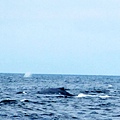 鯨魚的背