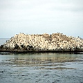 17-mile Drive: Bird Rock