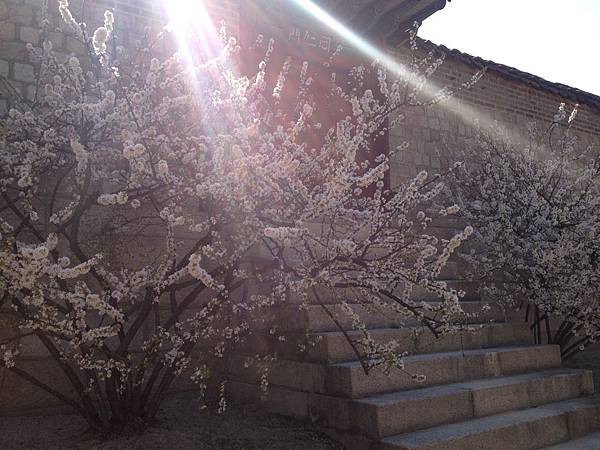 昌德宮(Changdeokgung)