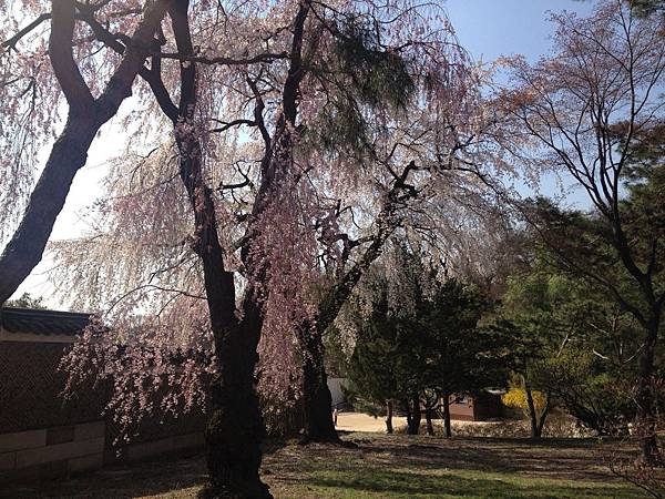 昌德宮(Changdeokgung)