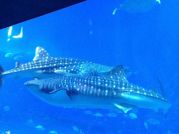 美麗水族館01.JPG
