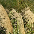 IMG_0019.JPG