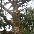 IMG_0236.JPG
