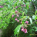 IMG_0221.JPG