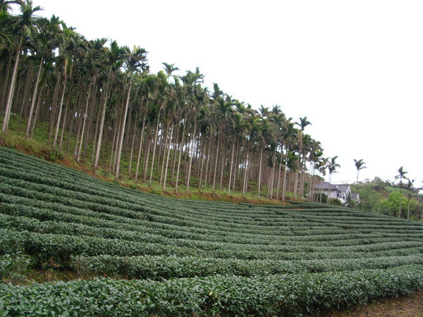 茶
